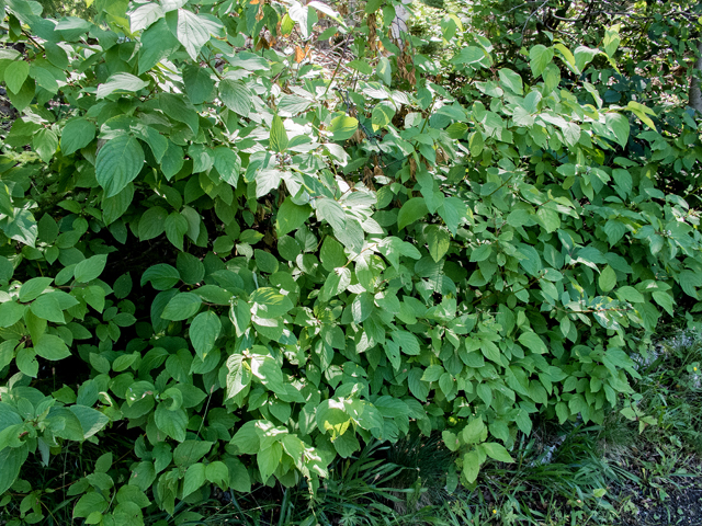 Cornus sericea (Red osier dogwood) #59340