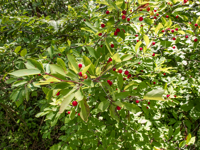 Ilex mucronata (Catberry) #59367