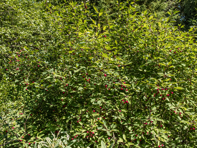 Ilex mucronata (Catberry) #59407