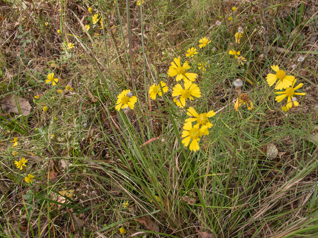 Helenium amarum (Yellow sneezeweed) #59496