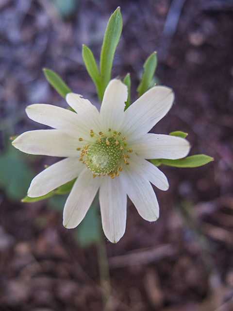 Anemone berlandieri (Tenpetal anemone) #66341