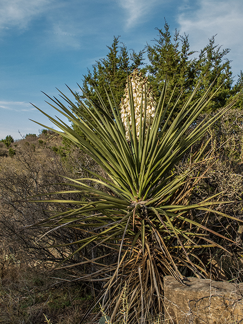 Yucca torreyi (Torrey yucca) #66362