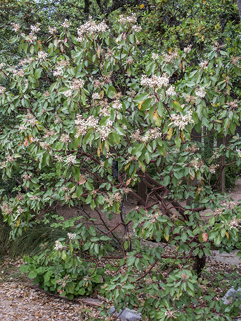 Arbutus xalapensis (Texas madrone) #66379