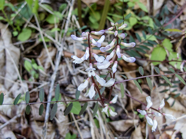 Vicia caroliniana (Carolina vetch) #66462