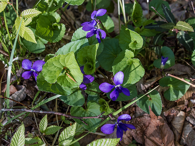 Viola sororia (Missouri violet) #66500