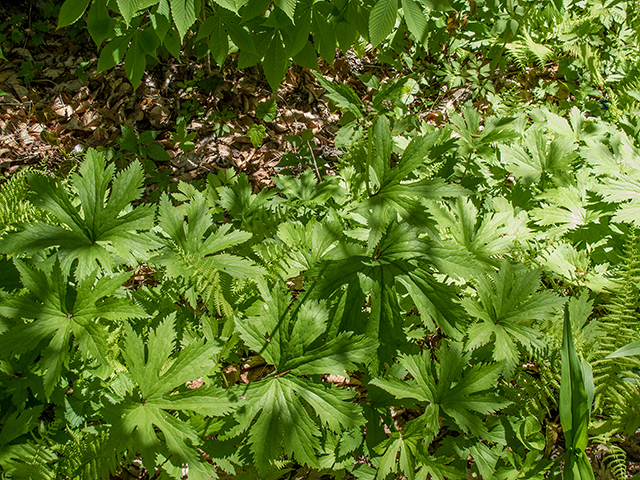 Trautvetteria caroliniensis (Carolina bugbane) #66505