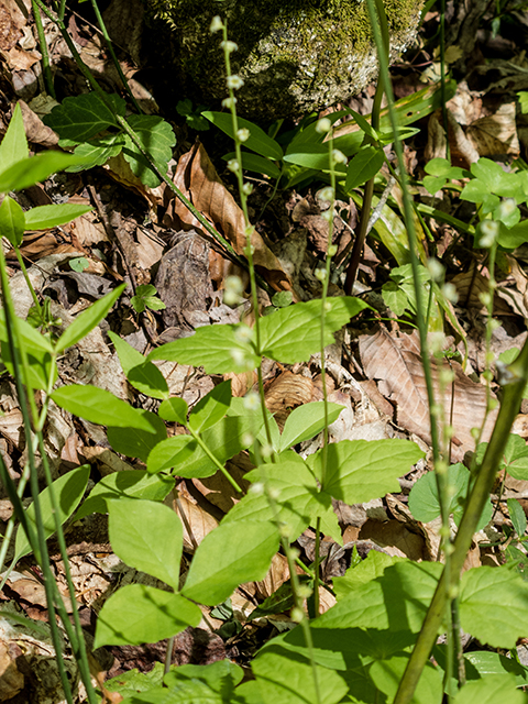 Mitella diphylla (Twoleaf miterwort) #66508