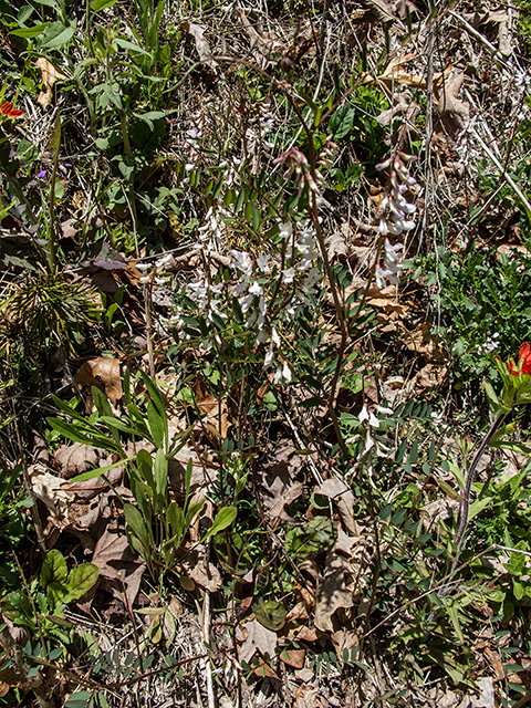 Vicia caroliniana (Carolina vetch) #66525