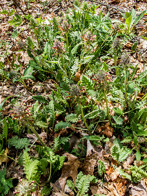 Pedicularis canadensis (Canadian lousewort) #66603