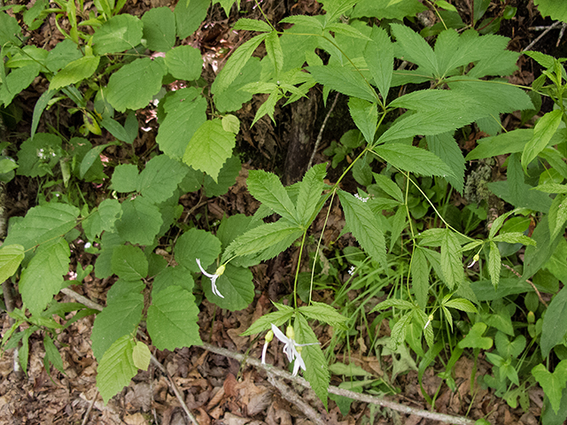 Gillenia trifoliata (Bowman's root) #66694