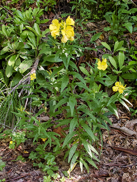 Oenothera fruticosa (Narrowleaf evening-primrose) #66708