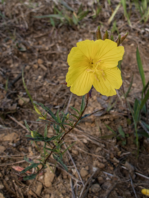 Oenothera fruticosa (Narrowleaf evening-primrose) #66723