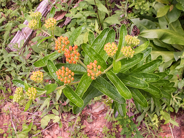 Asclepias tuberosa (Butterflyweed) #66796