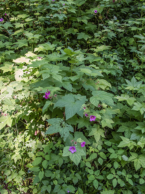 Rubus odoratus (Purple-flowering raspberry) #66809