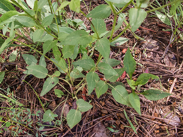 Thaspium trifoliatum var. trifoliatum (Purple meadowparsnip) #66827