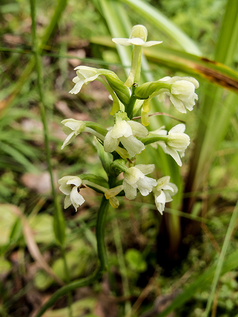 Platanthera clavellata (Small green wood orchid) #67240