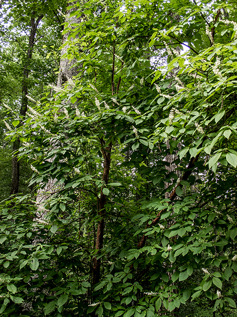 Clethra acuminata (Mountain pepperbush) #67254
