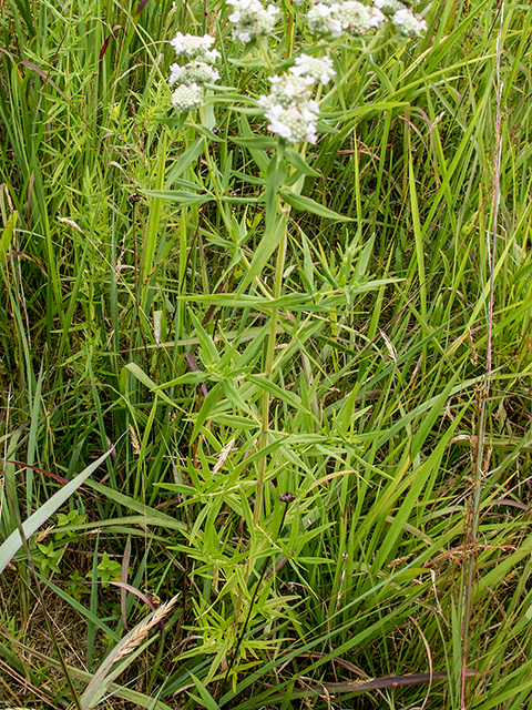 Pycnanthemum verticillatum (Whorled mountainmint) #67265