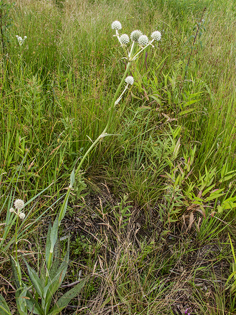 Eryngium yuccifolium (Rattlesnake master) #67286