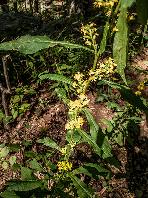 Solidago curtisii (Mountain decumbent goldenrod) #67401