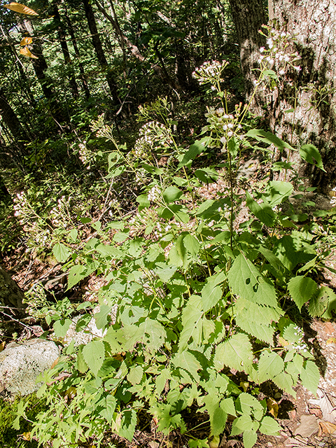 Ageratina altissima var. roanensis (Appalachian white snakeroot) #67405