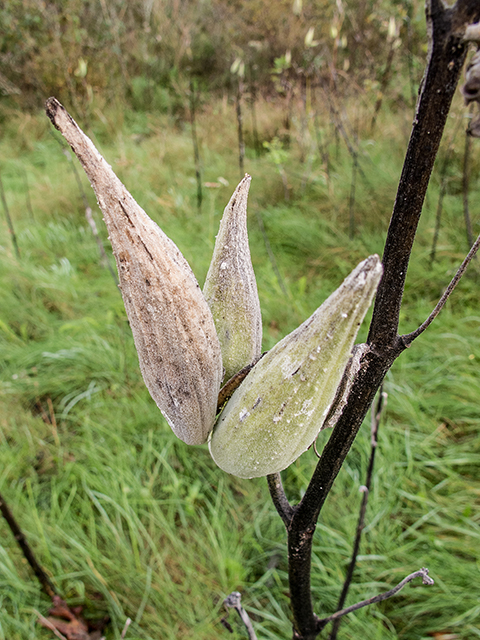 Asclepias syriaca (Common milkweed) #67414