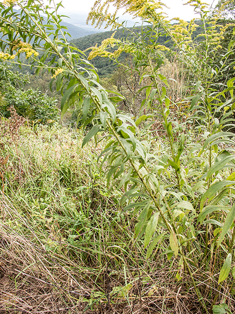 Solidago altissima (Tall goldenrod) #67417