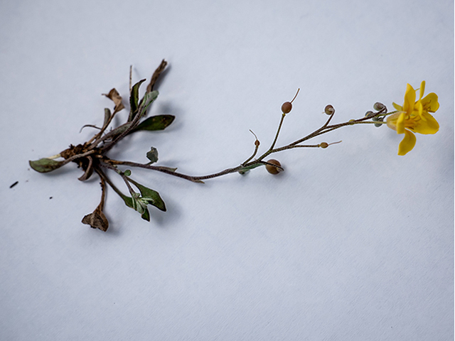 Lesquerella densiflora (Denseflower bladderpod) #83307