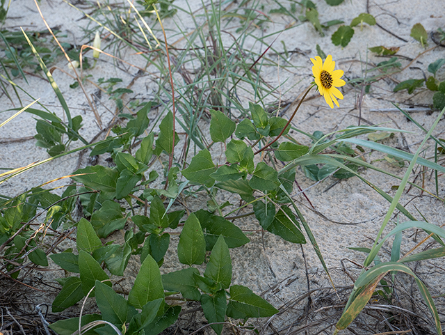 Helianthus debilis ssp. cucumerifolius (Cucumberleaf sunflower) #83413
