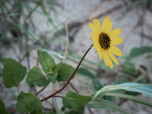 Helianthus debilis ssp. cucumerifolius (Cucumberleaf sunflower) #83414