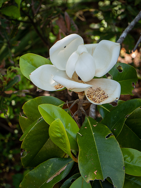 Magnolia grandiflora (Southern magnolia) #83429