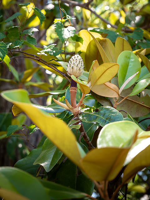 Magnolia grandiflora (Southern magnolia) #83430