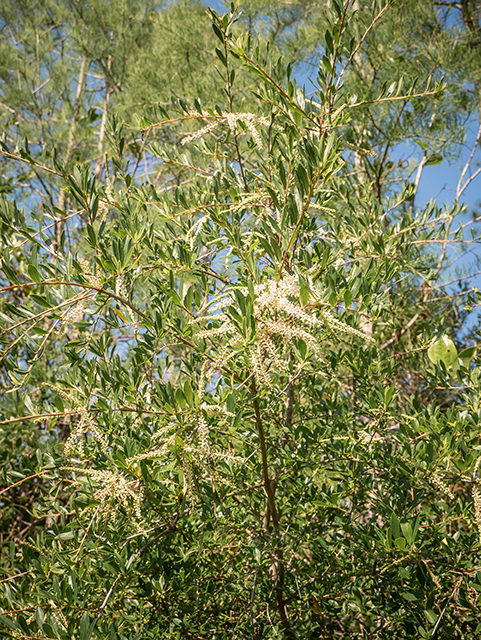 Cyrilla racemiflora (Titi) #83492
