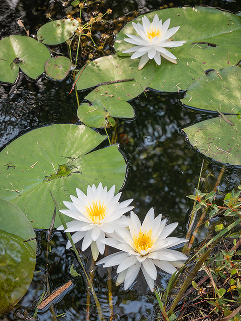 Nymphaea odorata (American white water-lily) #83496