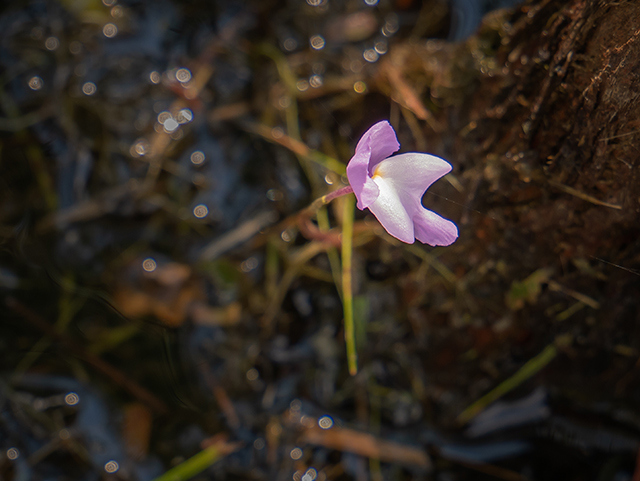 Utricularia purpurea (Eastern purple bladderwort) #83507