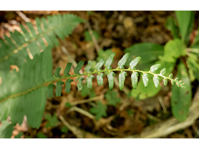 Polystichum acrostichoides (Christmas fern) #83545