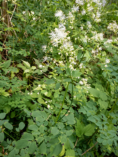 Thalictrum pubescens (King of the meadow) #83553