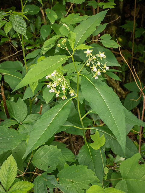 Asclepias exaltata (Poke milkweed) #83556