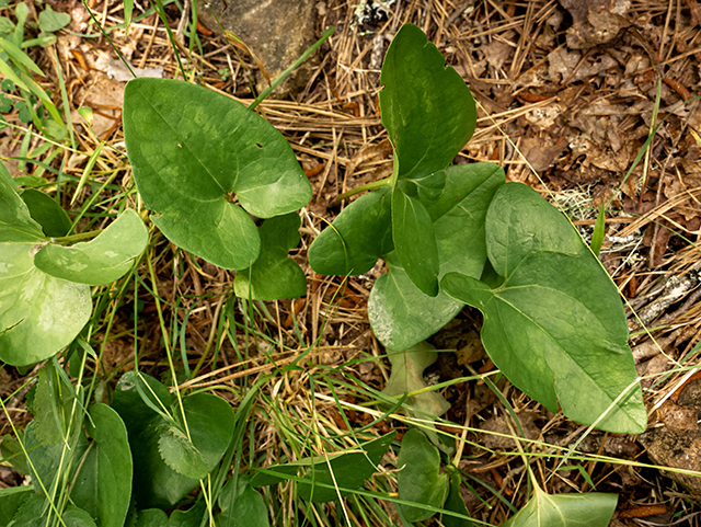 Hexastylis arifolia var. ruthii (Ruth's little brown jug) #83571