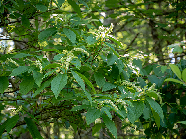 Clethra acuminata (Mountain pepperbush) #83603