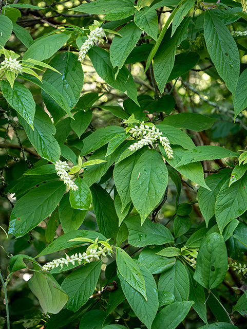 Clethra acuminata (Mountain pepperbush) #83604