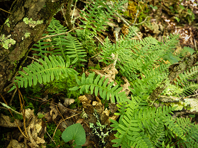 Polypodium appalachianum (Appalachian rockcap fern) #83622