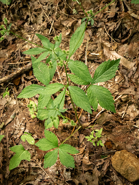 Ranunculus recurvatus var. recurvatus (Blisterwort) #83700