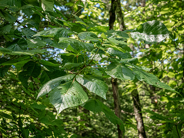 Toxicodendron radicans (Eastern poison ivy) #83729
