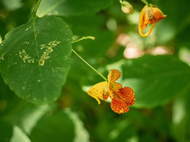 Impatiens capensis (Jewelweed) #83770