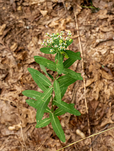 Euphorbia corollata (Flowering spurge) #83849