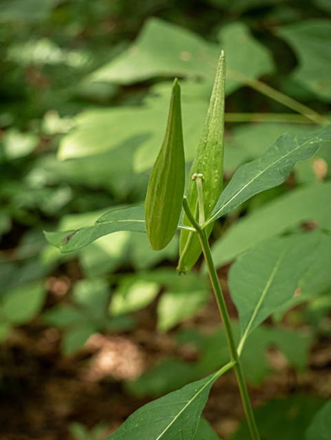 Asclepias exaltata (Poke milkweed) #83872