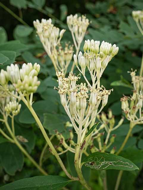 Arnoglossum atriplicifolium (Pale indian plantain) #83938