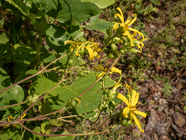 Silphium trifoliatum var. trifoliatum (Whorled rosinweed) #83980