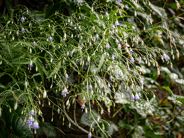 Campanula divaricata (Southern harebell) #84002